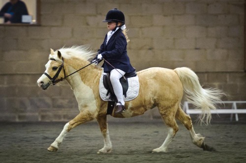 Red Horse Dressage at Willow Farm Equestrian Centre (1505) 