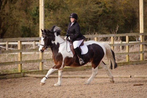 Colette's Showjumping and Combined Training <br> at Blue Barn Equestrian Centre (1501) 