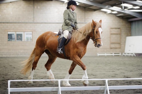 Red Horse Dressage at Willow Farm Equestrian Centre (1506) 