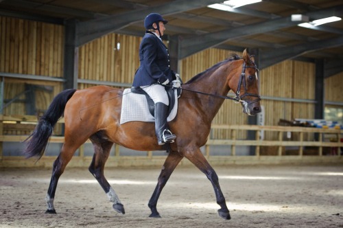 Saddlesdane Dressage at Saddlesdane Showground (1324) 