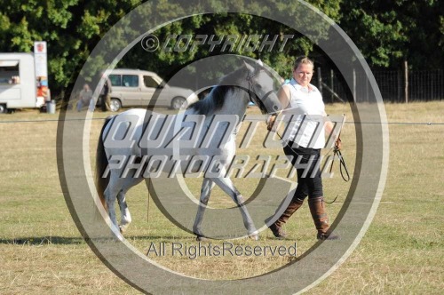 Southern Counties Horse Show at Farming World (1619) 