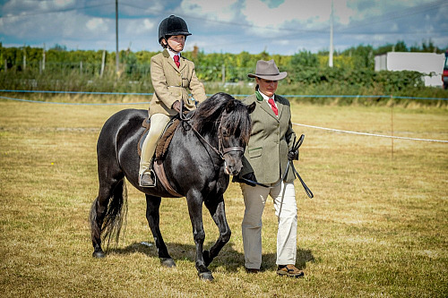Southern Counties Horse Show at Farming World (2016) 