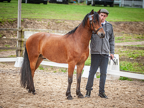 Colette's Showing & Dressage at Tutsham Farm (QP2332) 