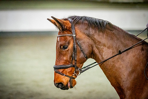 Redhorse Dressage at Willow Farm (QP2349) 